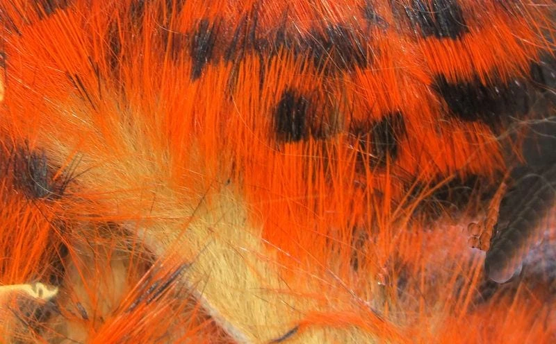 Hareline Dubbin Micro Pulsator Strips Fly Tying 6 Hareline Dubbin Micro Pulsator Strips Fly Tying